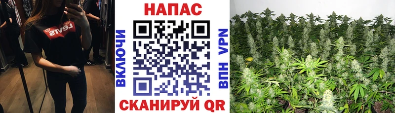 Бошки Шишки ГИДРОПОН Майкоп